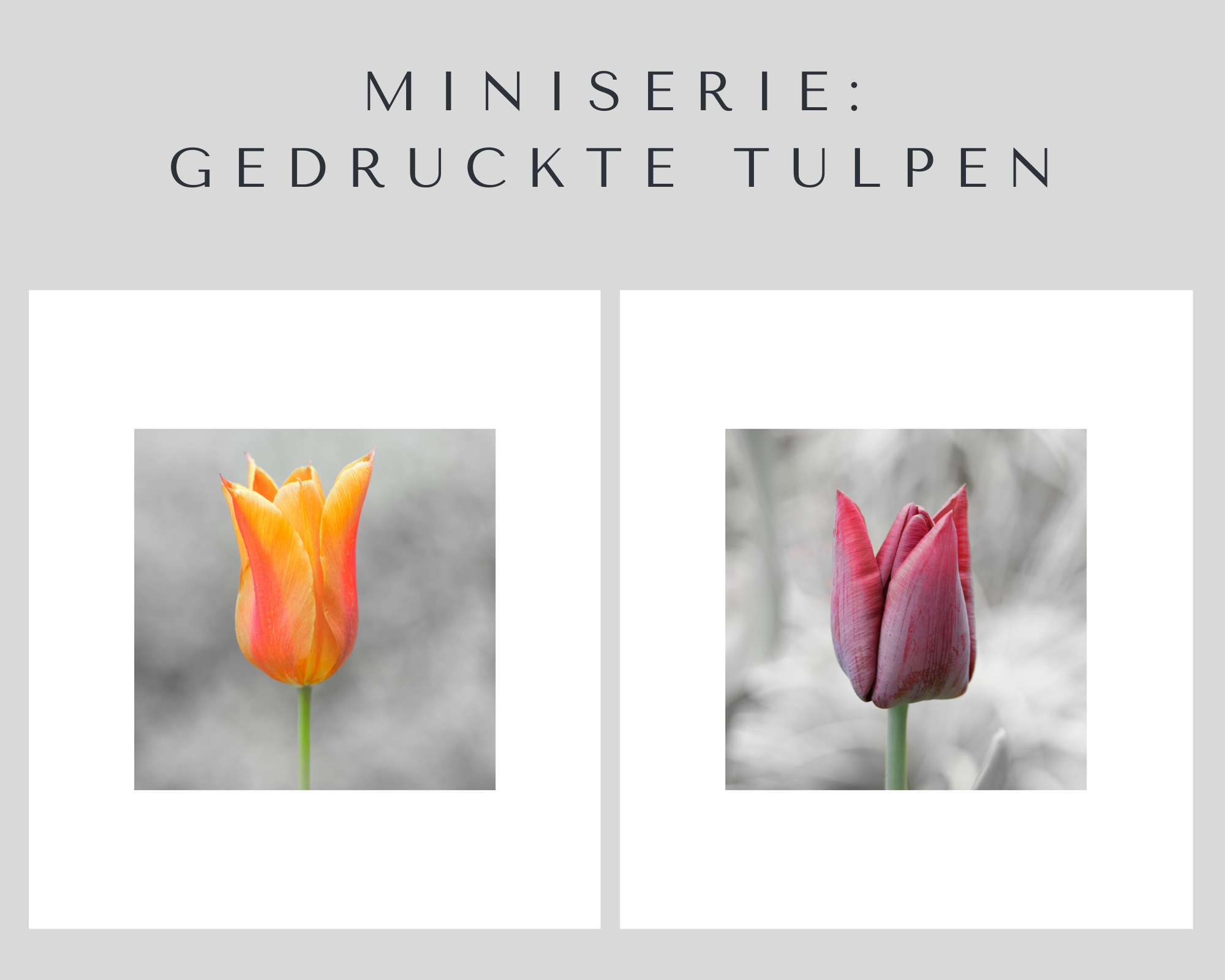 Titelbild gedruckte Tulpen (Miniserie)