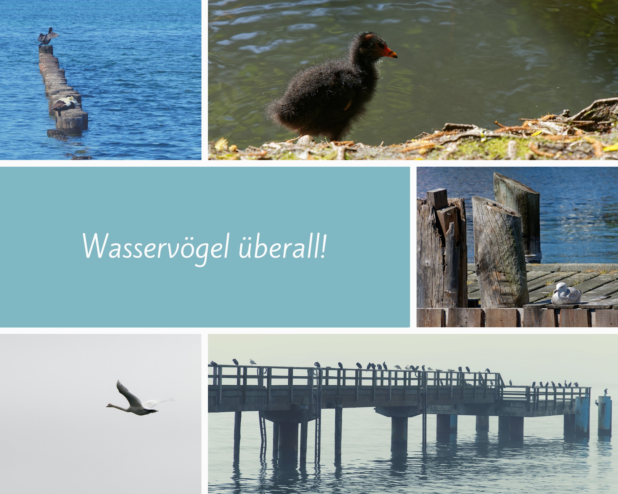 Titelbild für Wasservögel auf Rügen