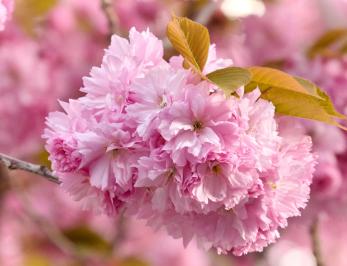 April 2022: Pink, pin­ker Kirschblüte