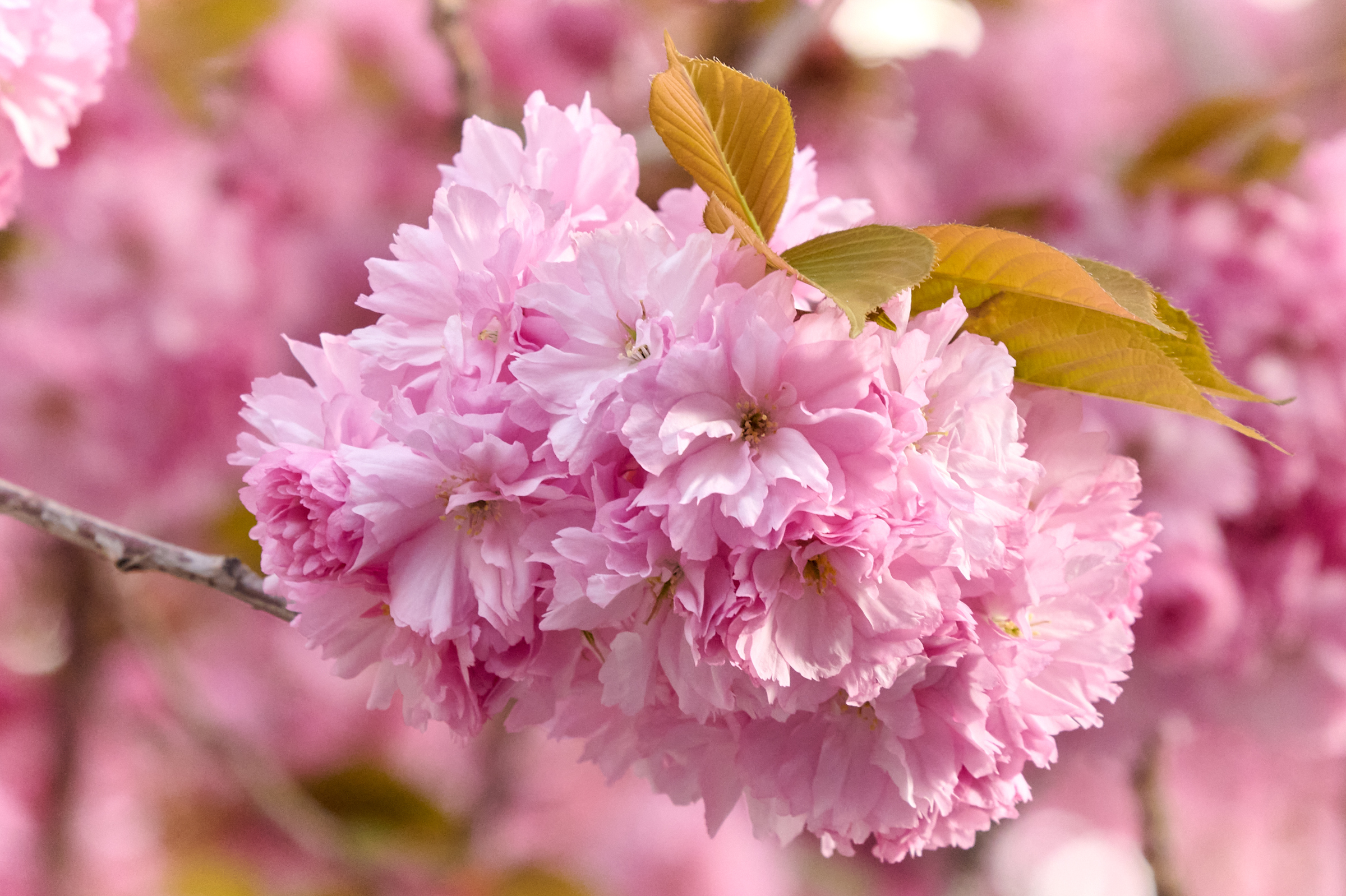 Bild des Monats April 2022 - Kirschblüte